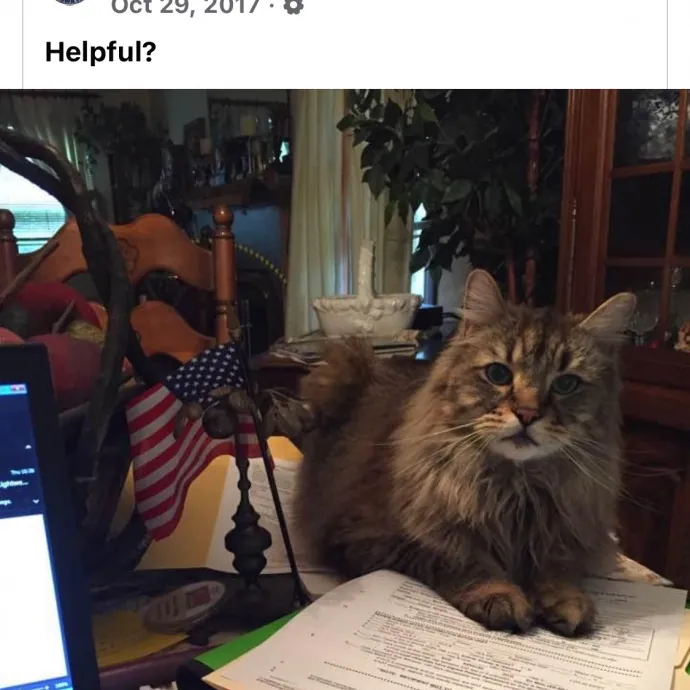 Cat Mom Of 37 Years