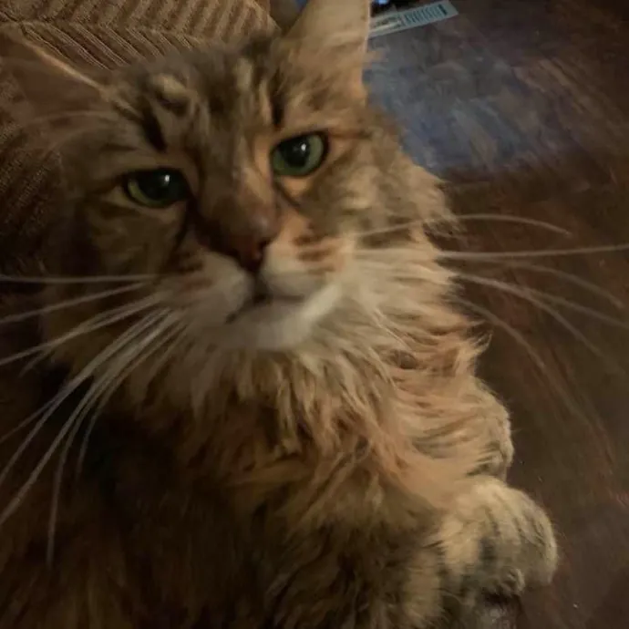 Cat Mom Of 37 Years
