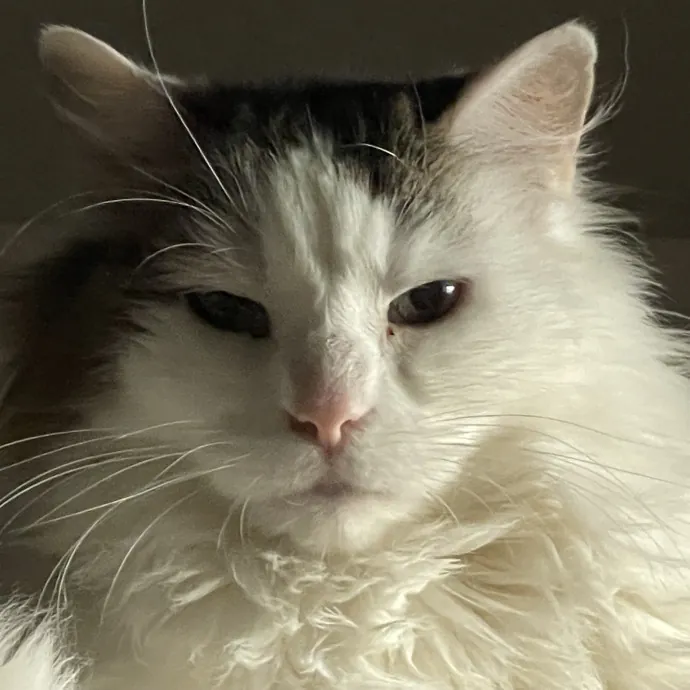 Cat Mom Of 37 Years