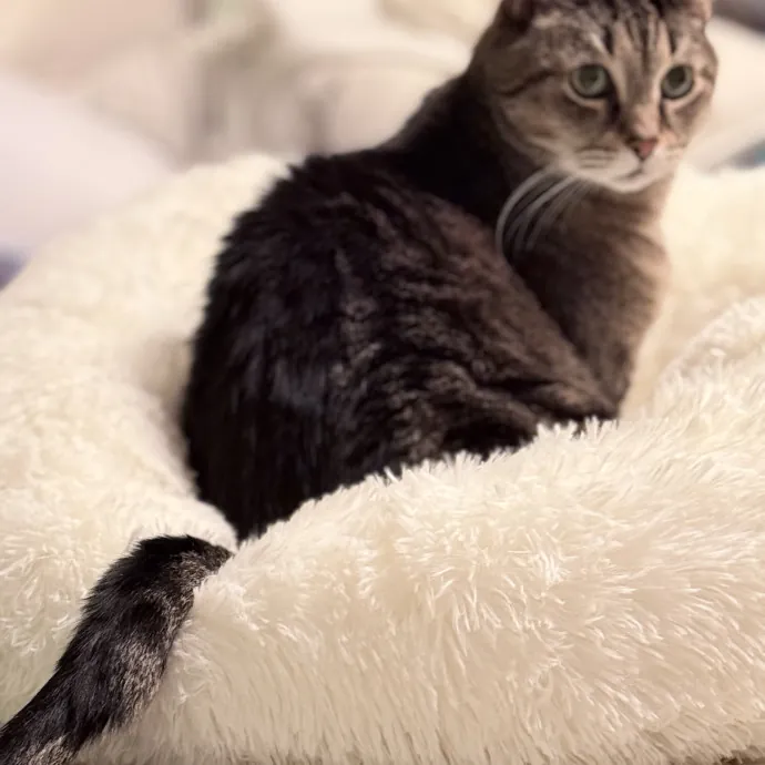 Cat Mom Of 37 Years