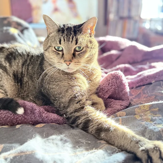 Cat Mom Of 37 Years