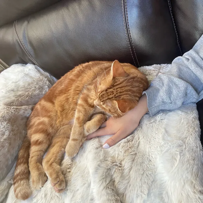 Reliable Caring Sitter