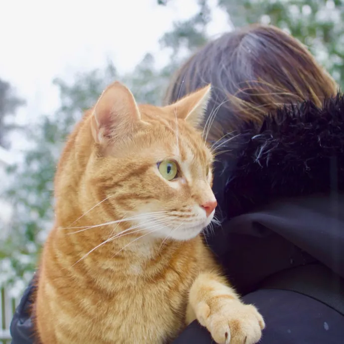 Reliable Caring Sitter