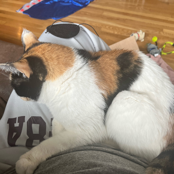 Just A Librarian Who Loves Cats
