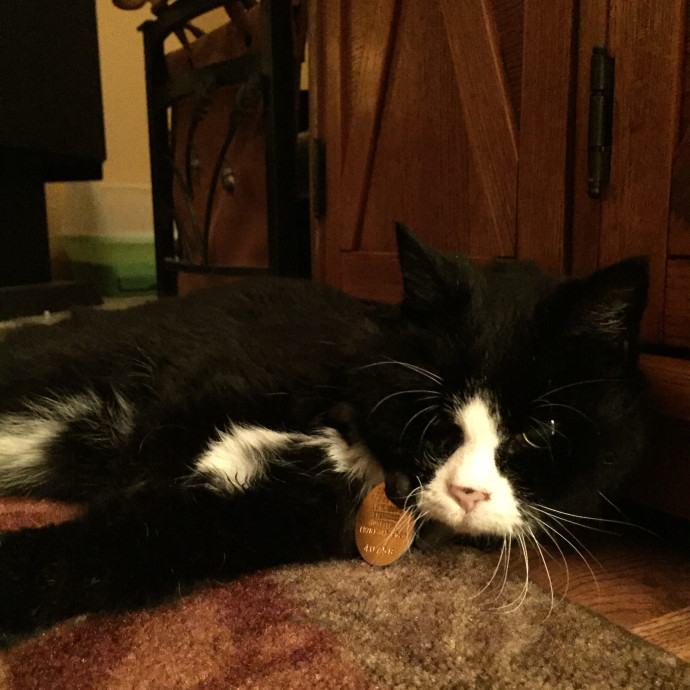 Just A Librarian Who Loves Cats photo 3