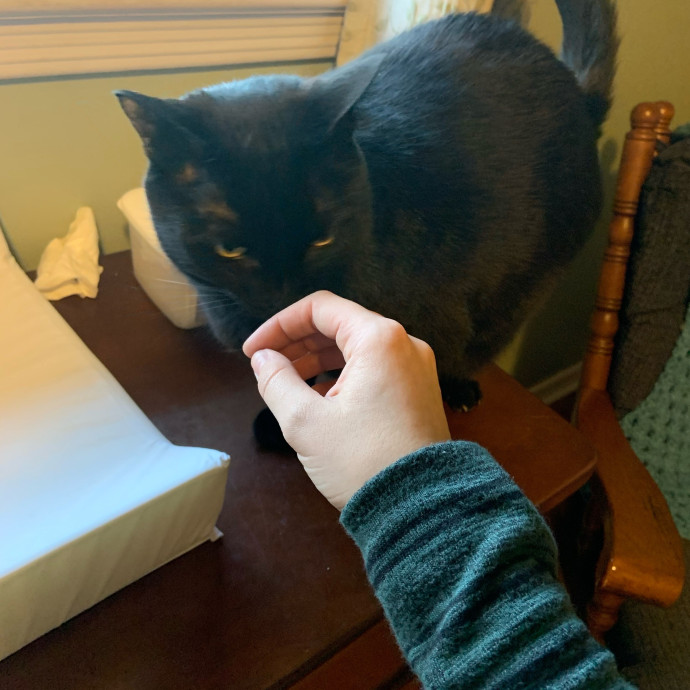 Just A Librarian Who Loves Cats photo 2