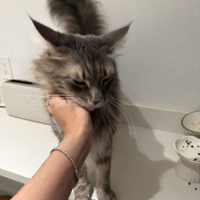 Reliable And Loving Cat Sitter