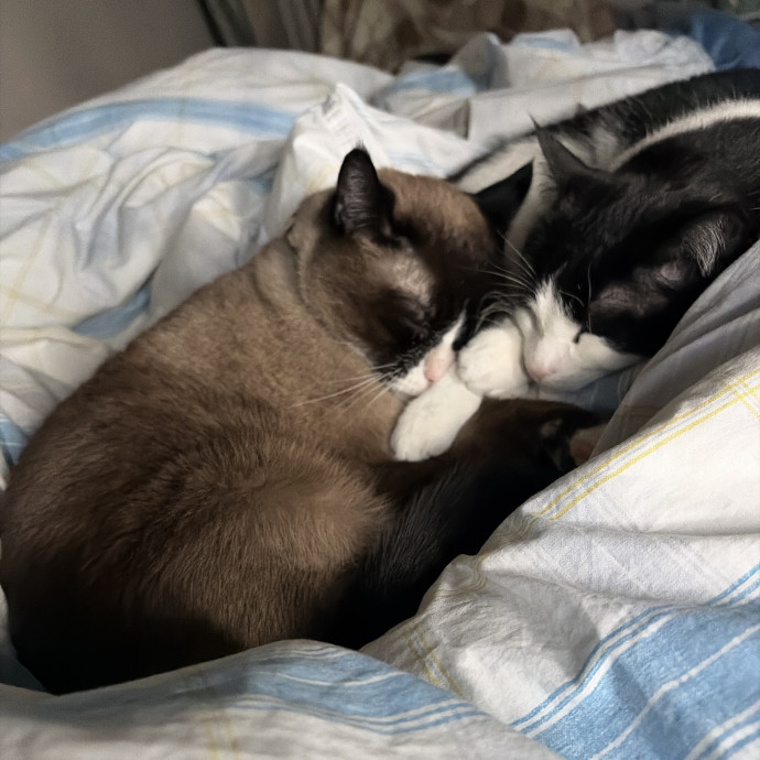 Cat Mom With Years Of Experience photo 2