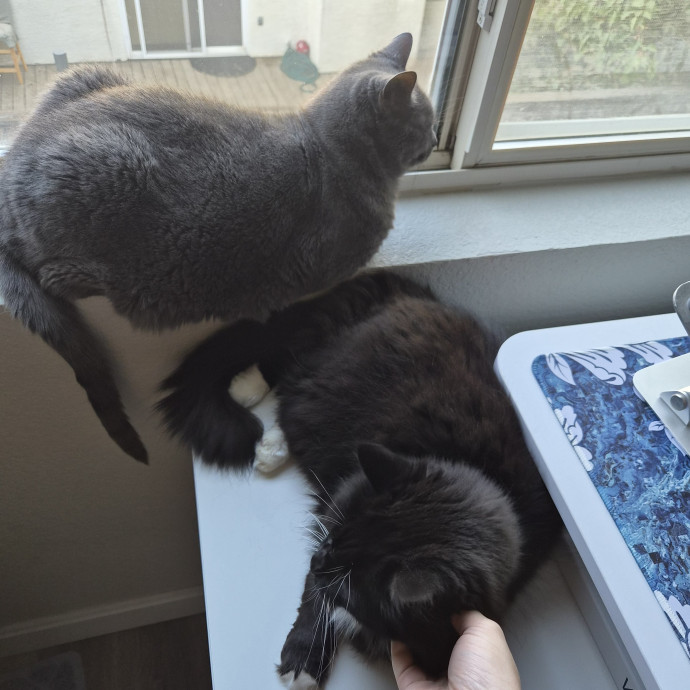 Cat Mom With Years Of Experience photo 3