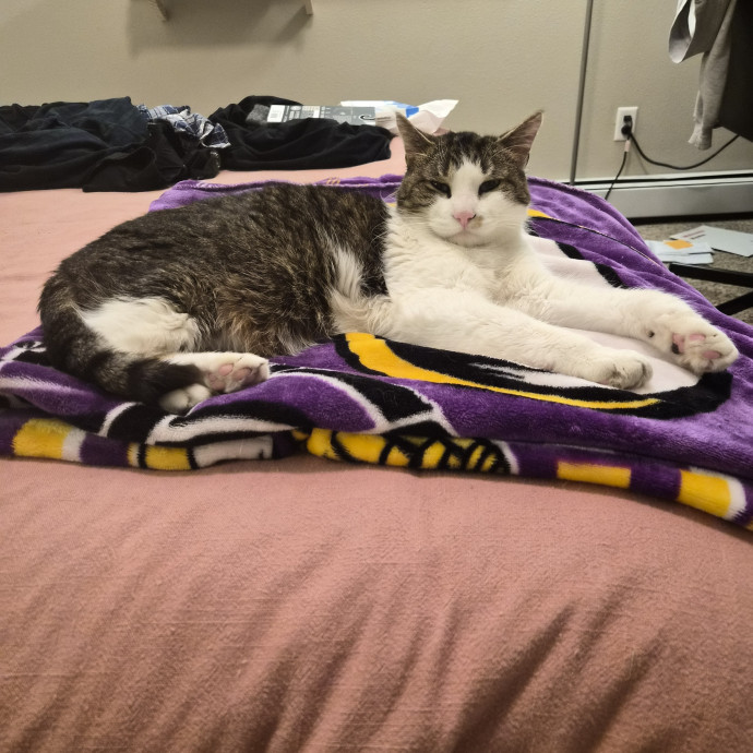 Cat Mom With Years Of Experience photo 2