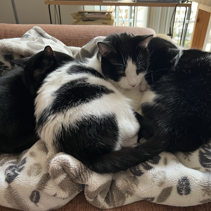 Madison And Her 6 Rescue Cats