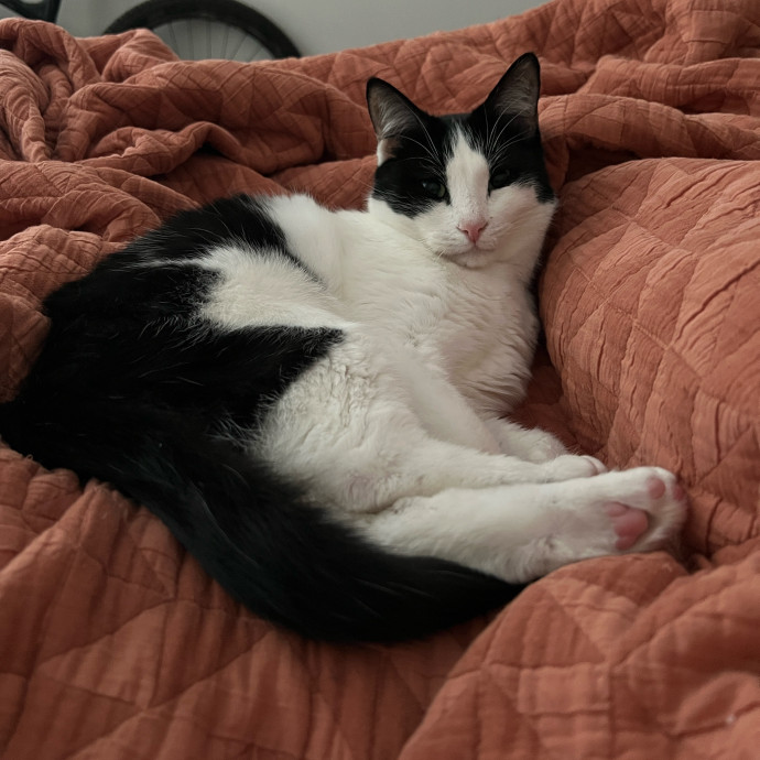 Madison And Her 6 Rescue Cats photo 3