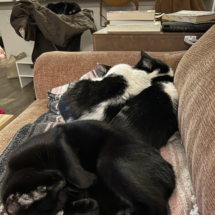 Madison And Her 6 Rescue Cats photo 2