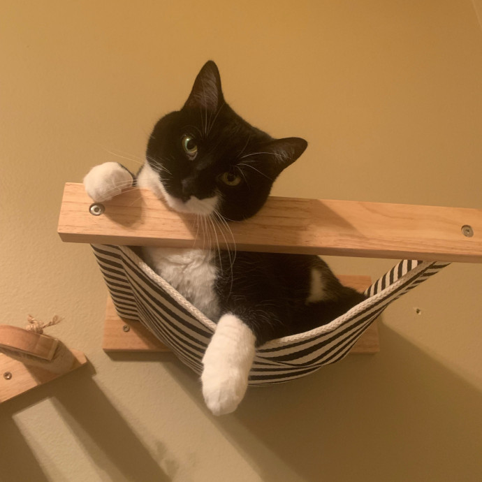 Cat's Meow Sitter