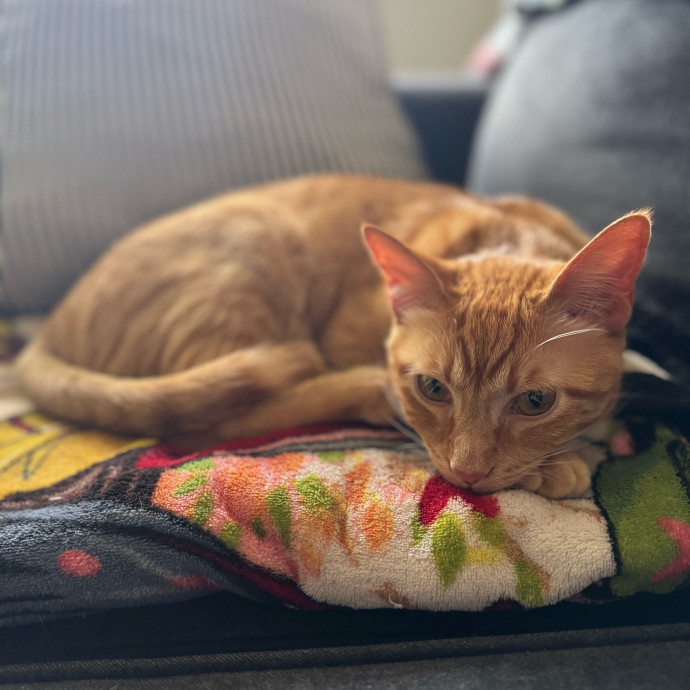 Cat's Meow Sitter photo 3