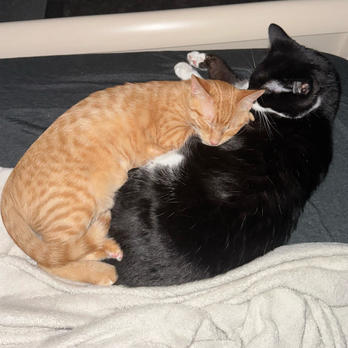 Cat's Meow Sitter photo 2