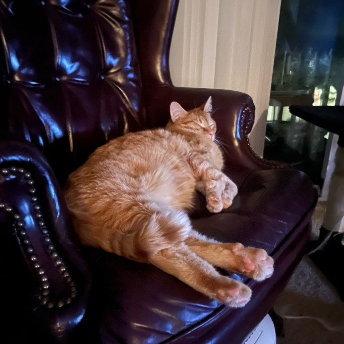 Purrfect Care When You're Not There