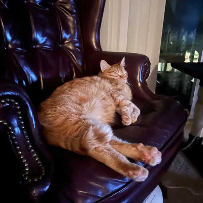 Purrfect Care When You're Not There