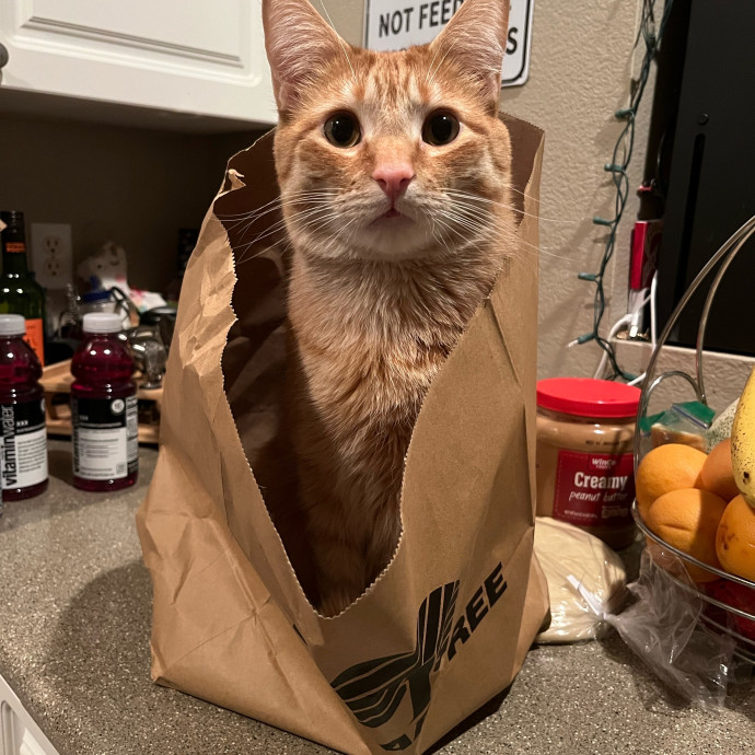 Purrfect Care When You're Not There