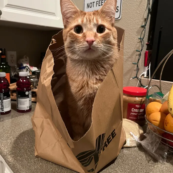 Purrfect Care When You're Not There