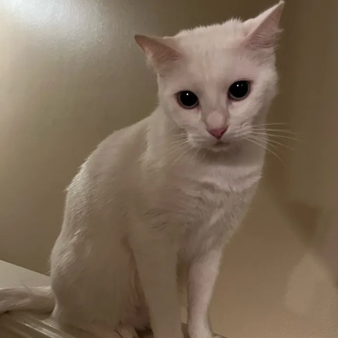 Purrfect Care When You're Not There