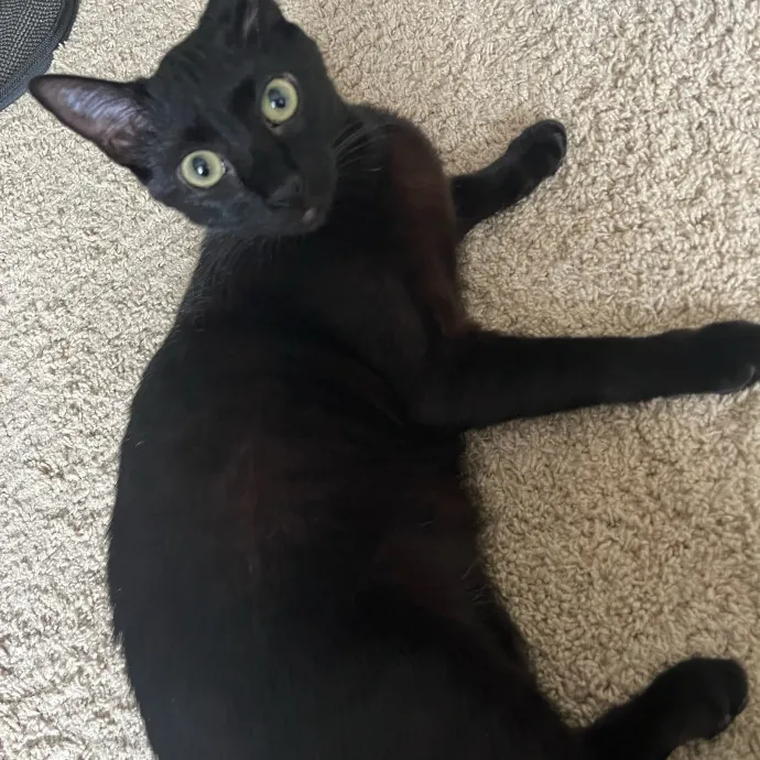 Purrfect Care When You're Not There