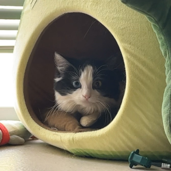 Purrfect Care When You're Not There