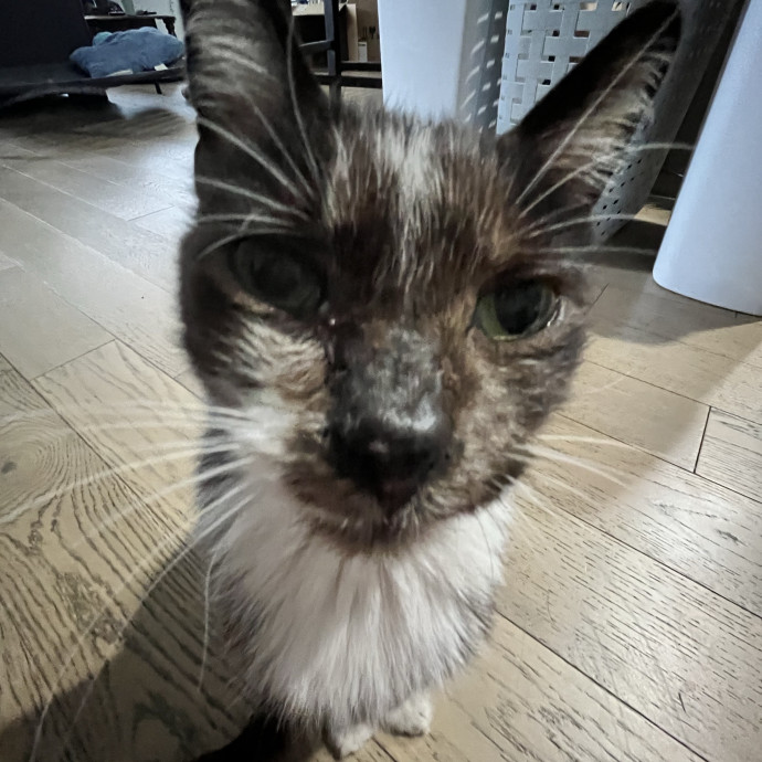 Purrfect Care When You're Not There