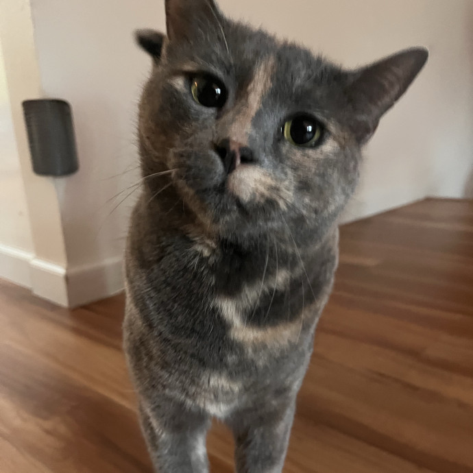 Purrfect Care When You're Not There