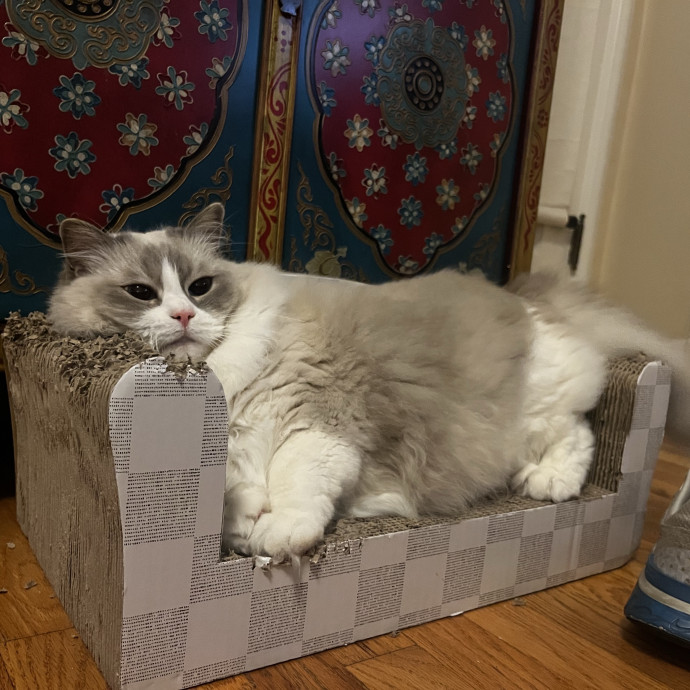 Purrfect Care When You're Not There photo 3
