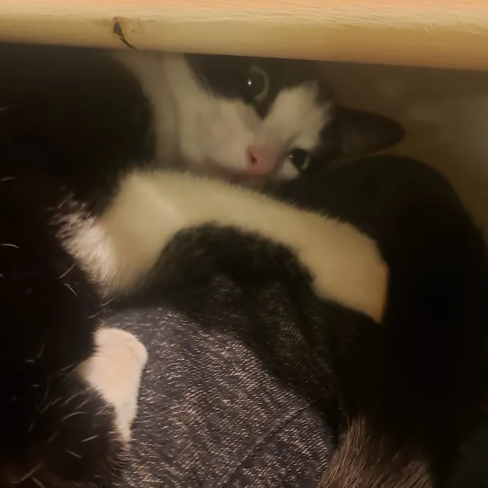 Sixteen Paws Cat Sitting