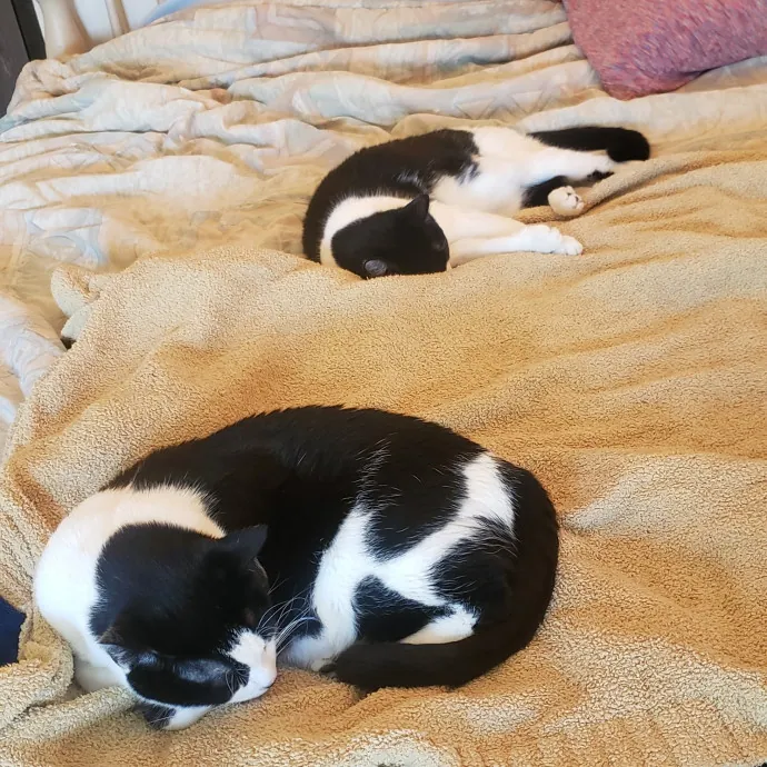 Sixteen Paws Cat Sitting