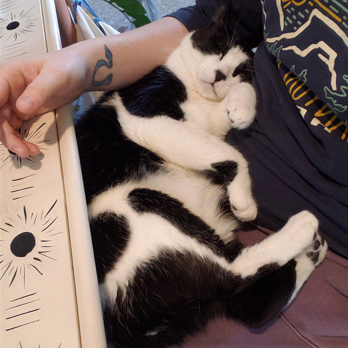 Sixteen Paws Cat Sitting