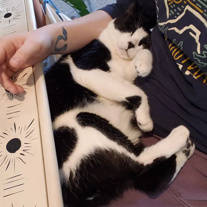 Sixteen Paws Cat Sitting