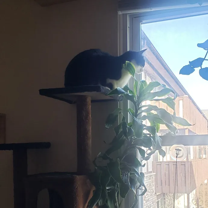 Sixteen Paws Cat Sitting