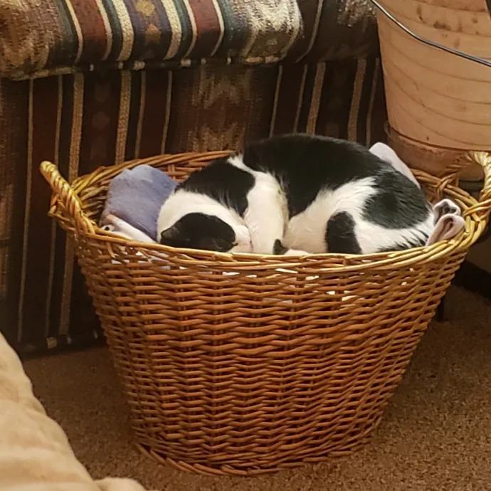 Sixteen Paws Cat Sitting