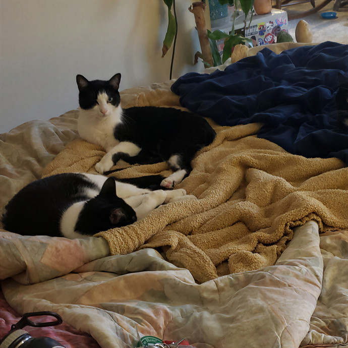 Sixteen Paws Cat Sitting