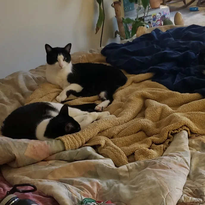 Sixteen Paws Cat Sitting