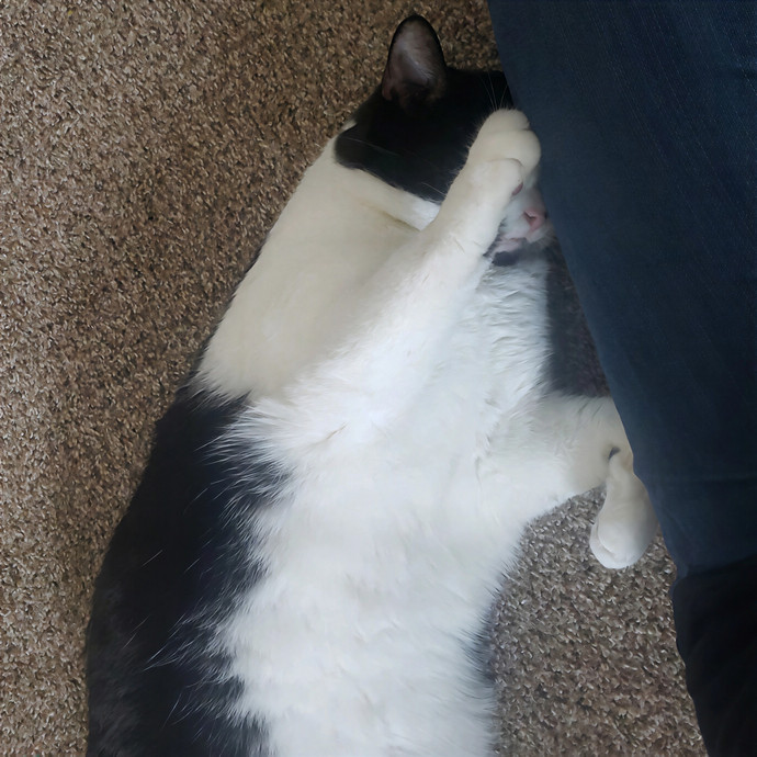 Sixteen Paws Cat Sitting