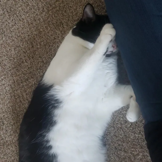 Sixteen Paws Cat Sitting