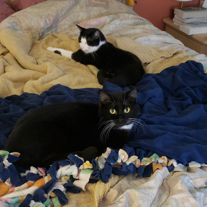 Sixteen Paws Cat Sitting