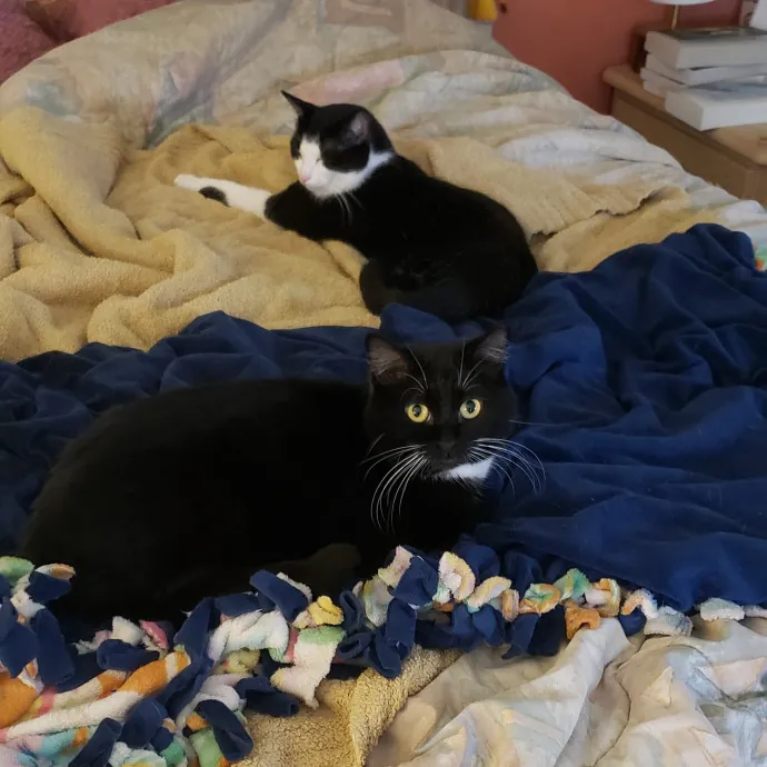 Sixteen Paws Cat Sitting