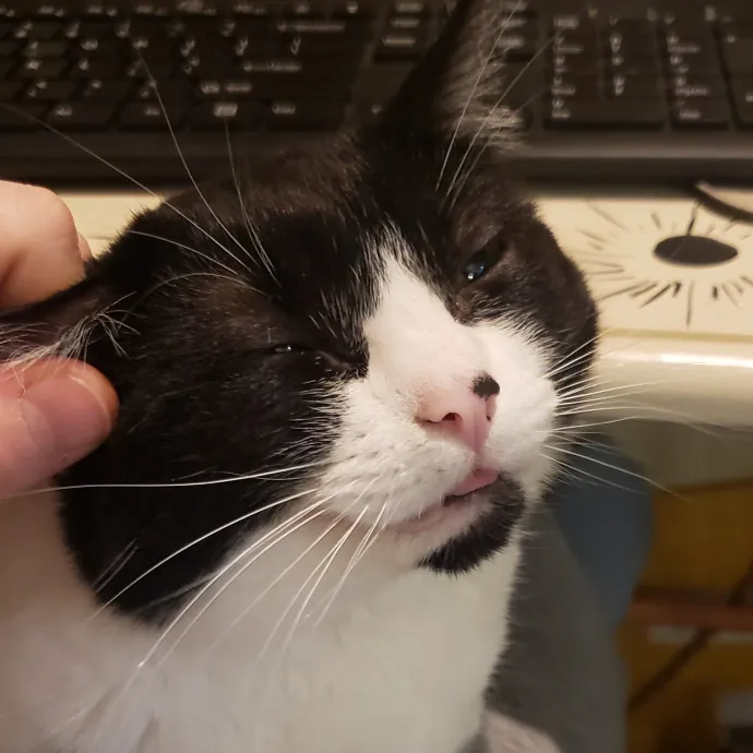 Sixteen Paws Cat Sitting