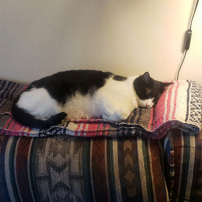 Sixteen Paws Cat Sitting