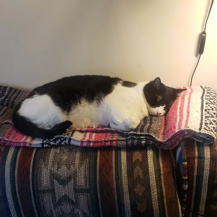 Sixteen Paws Cat Sitting