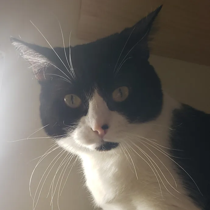 Sixteen Paws Cat Sitting