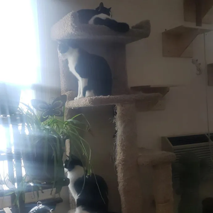 Sixteen Paws Cat Sitting