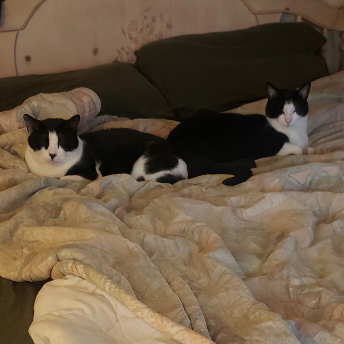 Sixteen Paws Cat Sitting