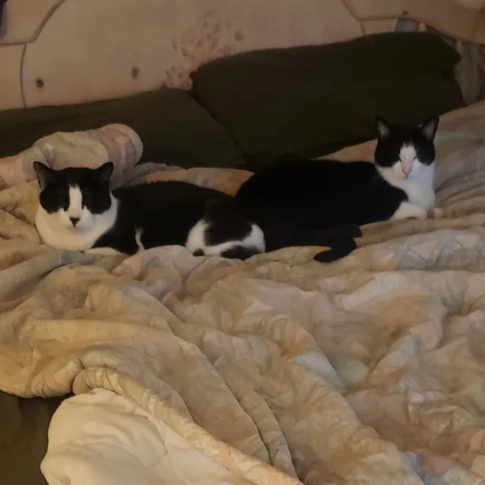 Sixteen Paws Cat Sitting