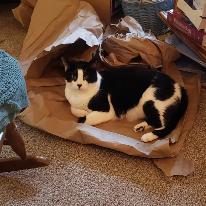 Sixteen Paws Cat Sitting